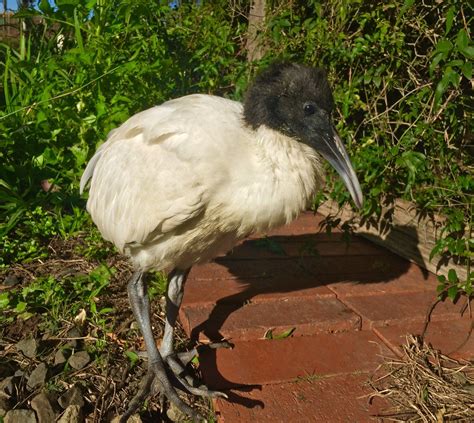 White Ibis Juvenile Sydney Australia