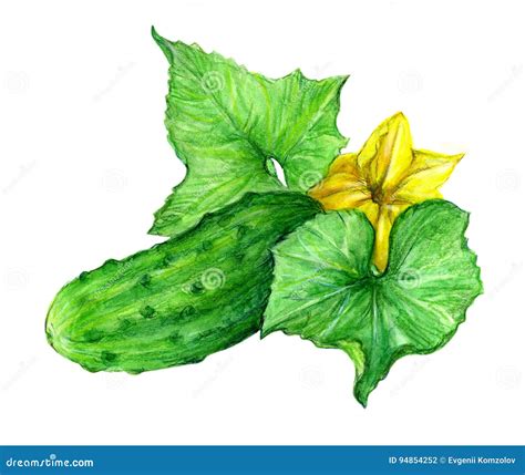 Cucumber Drawing Picture Color Stock Illustration Illustration Of