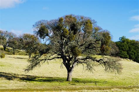 How To Save A Dying Tree Garden Wisper