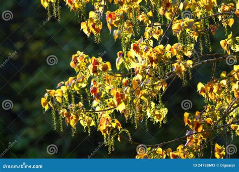 Populus leaves stock image. Image of orange, harmonic - 24788693