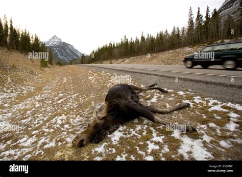 A dead moose on the highway in Kananaskis Alberta Stock Photo - Alamy