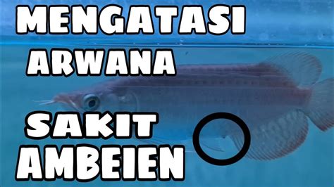 Mengatasi Penyakit Ambeien Pada Ikan Arwana Youtube