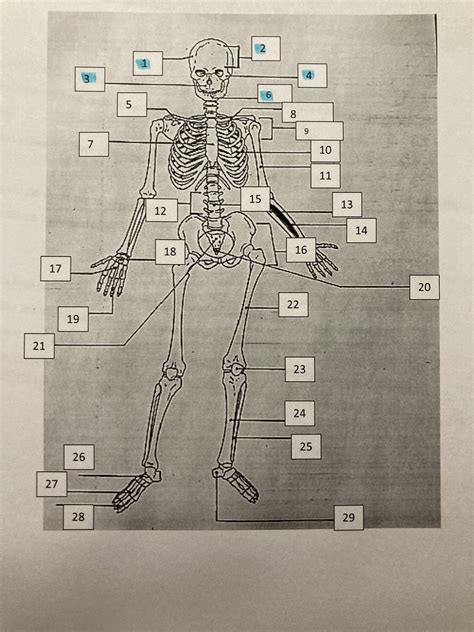 Skeletal Bones Diagram Quizlet