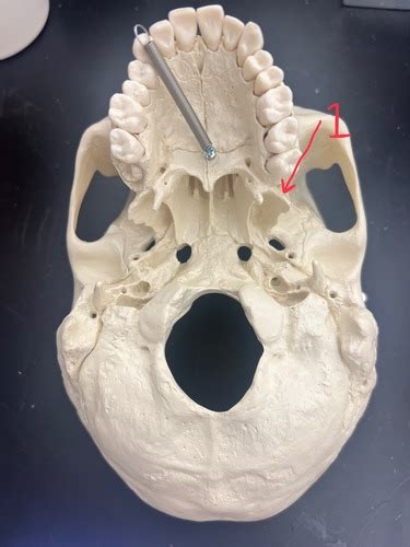 Sphenoid Bone Flashcards Quizlet