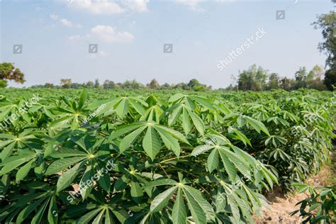 Tapioca industry in Lopburi province, Thailand. Tapioca is a starch ...