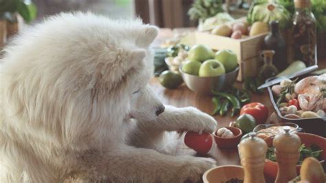 Qu Verduras Puede Comer Los Perros Listado Completo