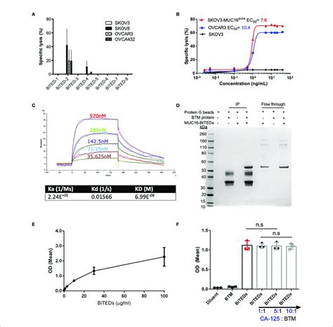 Validation Of Lead MUC16 Ecto BITEDs Candidate Evaluation Of