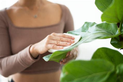 Qu Tipo De Agua Es Mejor Para Regar Las Plantas Dioxilife