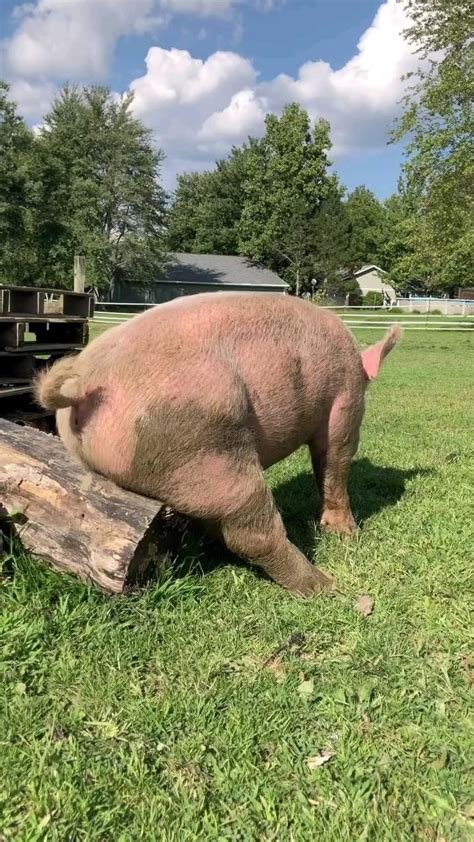 Pin de Ney Pereira en Pins criados por você Humor de animales