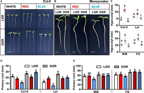 Frontiers Regulation Of Early Plant Development By Red And Blue Light