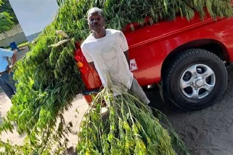 Homem Foi Detido Por Plantio E Comercializa O De Cannabis Sativa Em