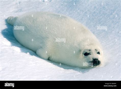 Juvenile Harp Seal Phoca Groenlandica Hi Res Stock Photography And