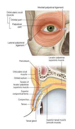 Orbit Eyeball And Lacrimal Apparatus Flashcards Quizlet