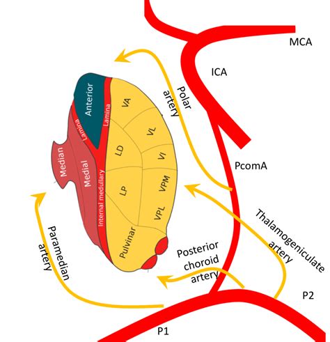 Thalamus Charles Beaman