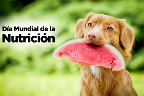 Consejos Para Alimentar Correctamente A Un Cachorro