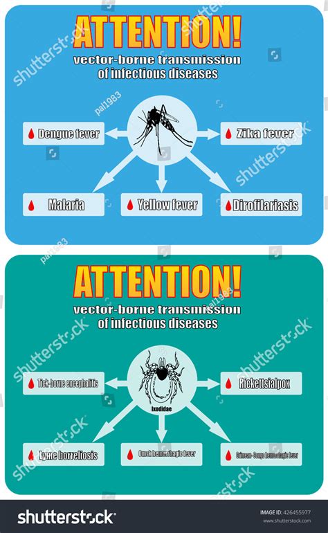 vector-borne transmission of infectious diseases - Royalty Free Stock ...