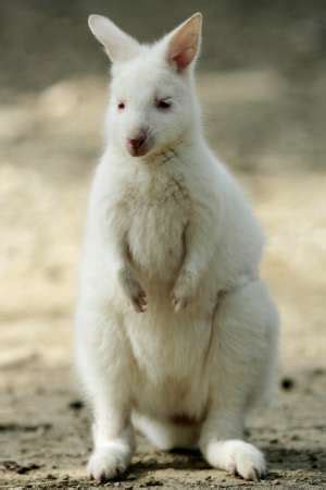 Albino baby wallaby - The Animal Kingdom Photo (213038) - Fanpop