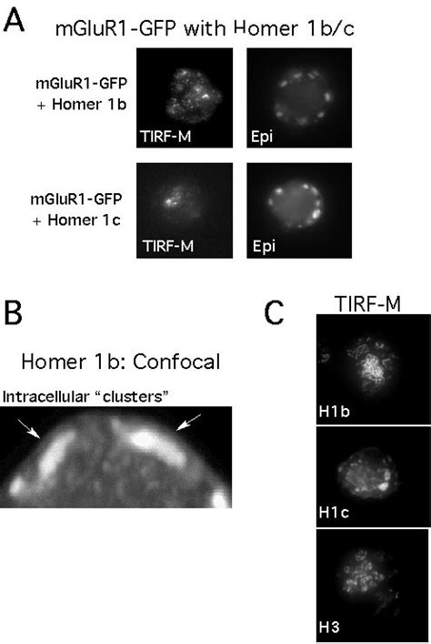 Differential Cluster Formation In Scg Neurons Expressing Mglur Gfp