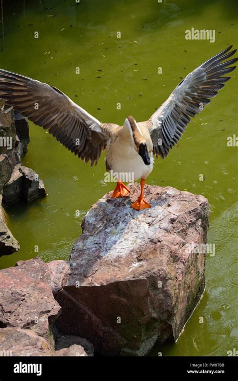 Chinese goose standing on rock flapping wings Stock Photo - Alamy