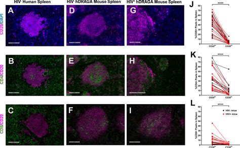 Frontiers Hiv Infected Humanized Draga Mice Develop Hiv Specific