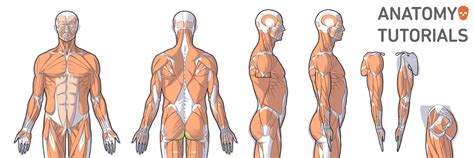 Anatomy Tutorials Artanatomylab Twitter