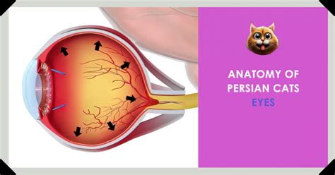 Exploring the Anatomy of Persian Cat Eyes: Behind the Gaze