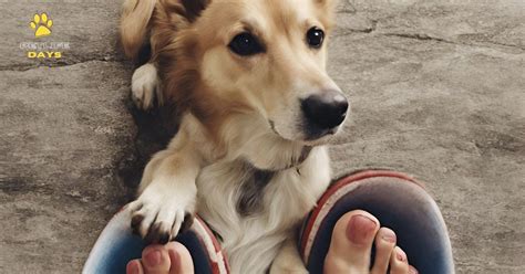 Why Does My Dog Step on My Feet?-10 Surprising Reasons