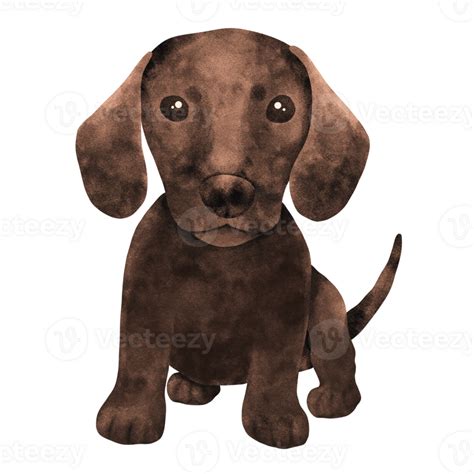 Watercolor Illustration Of Puppy Dachshund 24188710 Png