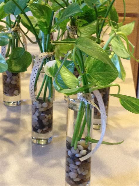 How To Make Plants Last Longer In Vase at Anthony Cindy blog