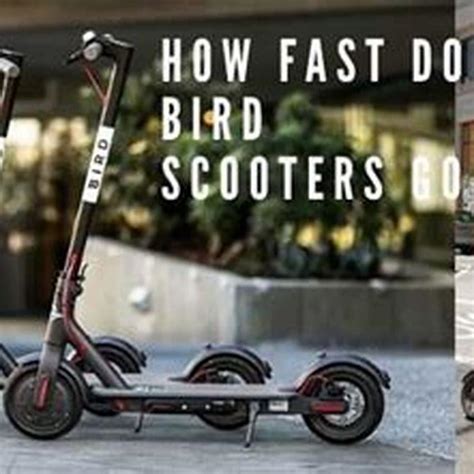 How Fast Do Bird Scooters Go DIY Seattle