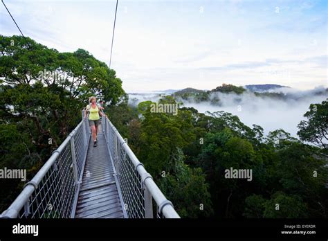 Jungle Canopy Walk At Ulu Temburong National Park Brunei Stock Photo