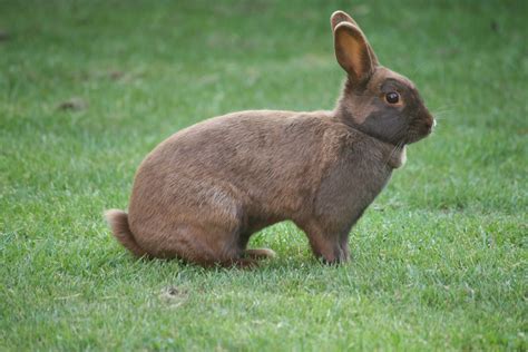 Free Images : grass, animal, wildlife, pet, mammal, fauna, whiskers ...