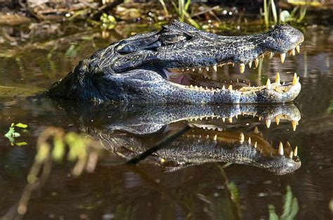 10 Unique Animals of the Amazon River Basin