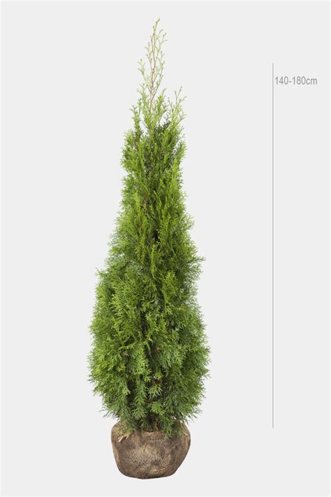 Thuja smaragd Livfull grön året runt Thuja se