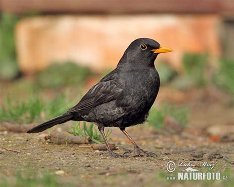 Turdus merula Pictures, Blackbird Images, Nature Wildlife Photos ...