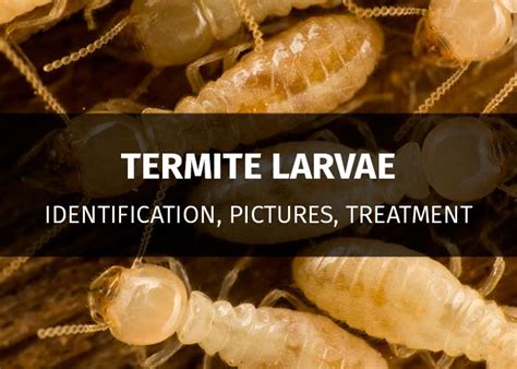 Termite Larvae Identification