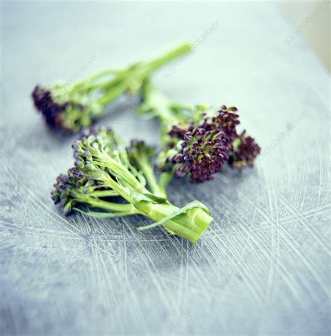 Broccoli florets - Stock Image - H110/2292 - Science Photo Library