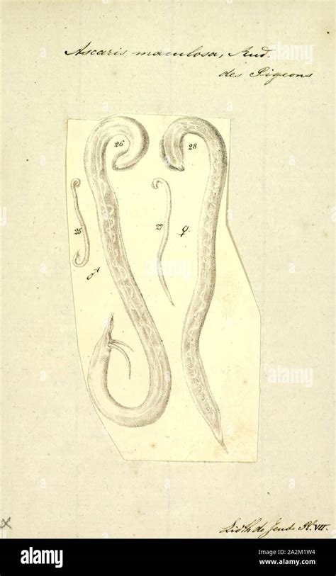 Ascaris Maculosa Print Image Showing Life Cycle Inside And Outside Of The Human Body Of One