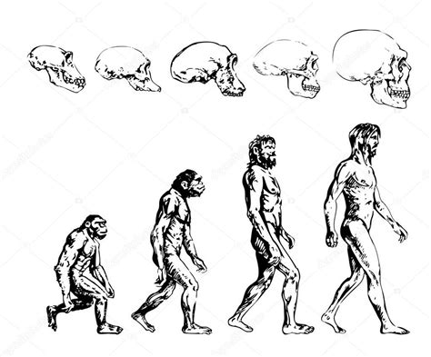 Evolution Of The Primitive Man And His Skull Sketch Stock Vector