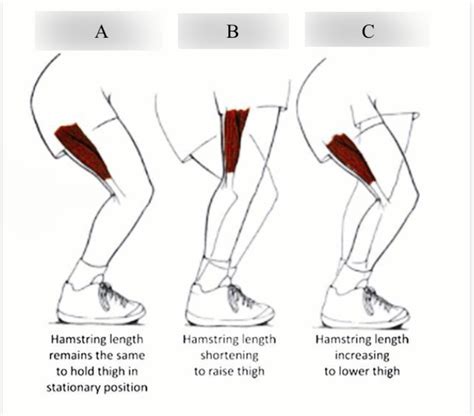 Hamstring Contractions Diagram Quizlet