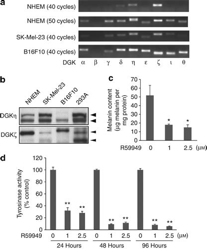 Expression Of Diacylglycerol Kinase Dgk Isoform Mrnas And Proteins In