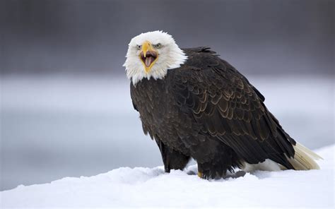 🔥 110 Bald Eagle Desktop Wallpapers Wallpapersafari