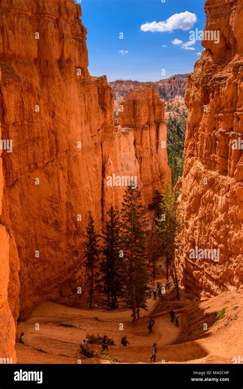 Usa Utah Garfield County Bryce Canyon National Park Canyon On The Navajo Loop Trail Stock