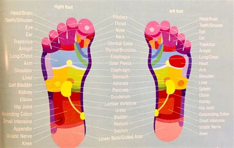 Pin By PlantEmpoweredLife Nickie Rob On Reflexology Essential Oil