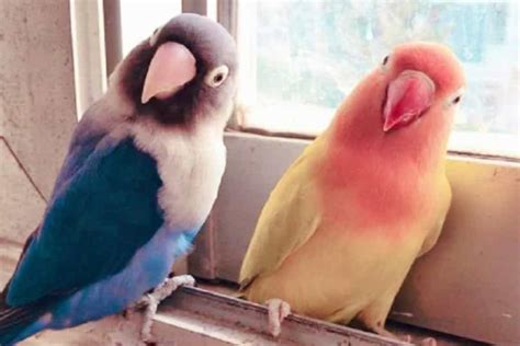 Parrots Price In Pakistan Low Price Parrots For Sale