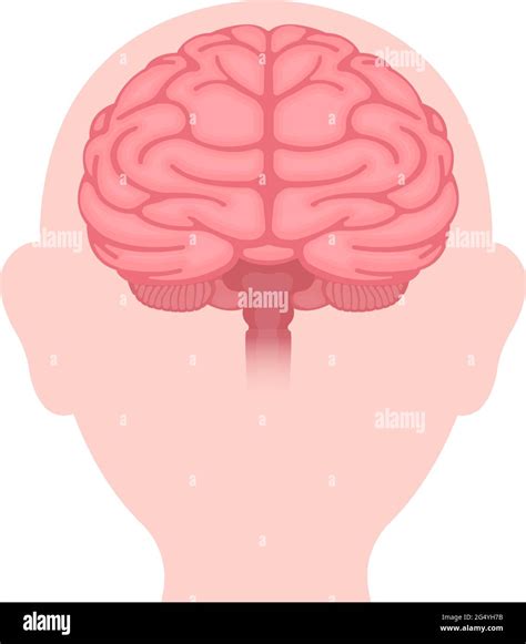 Vector Illustration Of Human Brain Front View Stock Vector Image