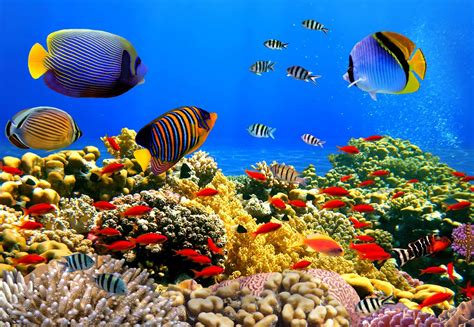 12 Surprising Facts About Red Sea Coral Reef - Facts.net