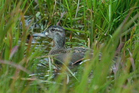 Gambell: Fall Migration – Wilderness Birding Adventures