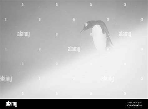 Mono gentoo penguin stands looking down slope Stock Photo - Alamy