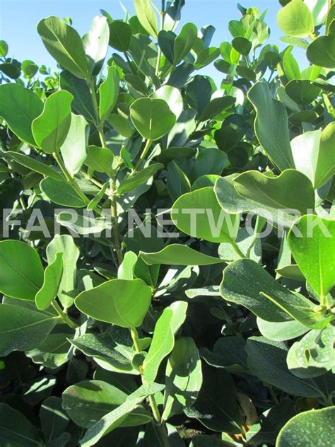 Clusia Rosea Hedge Plants Nursery We Deliver786 255 2832